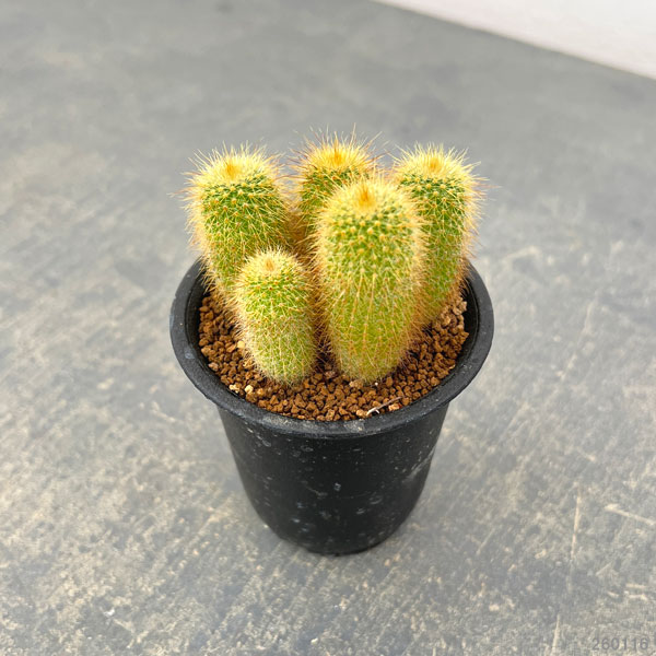 サボテン：金晃丸（きんこうまる）3号鉢植え