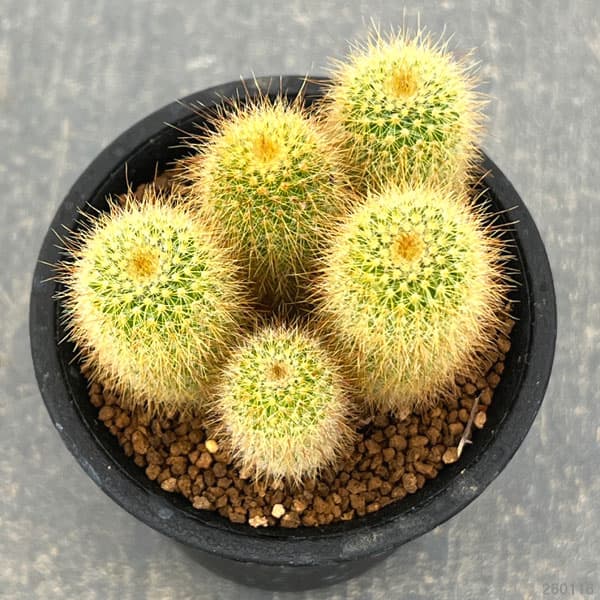 サボテン：金晃丸（きんこうまる）3号鉢植え