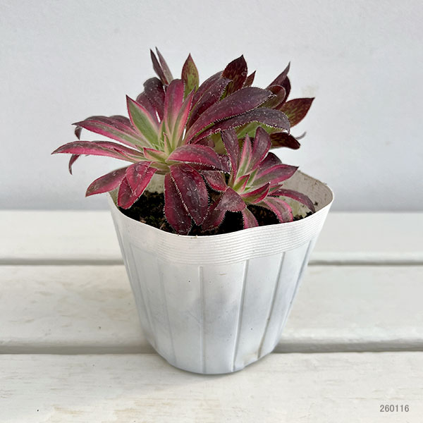 アエオニウム：ブラックマジック錦　3.5号ポット