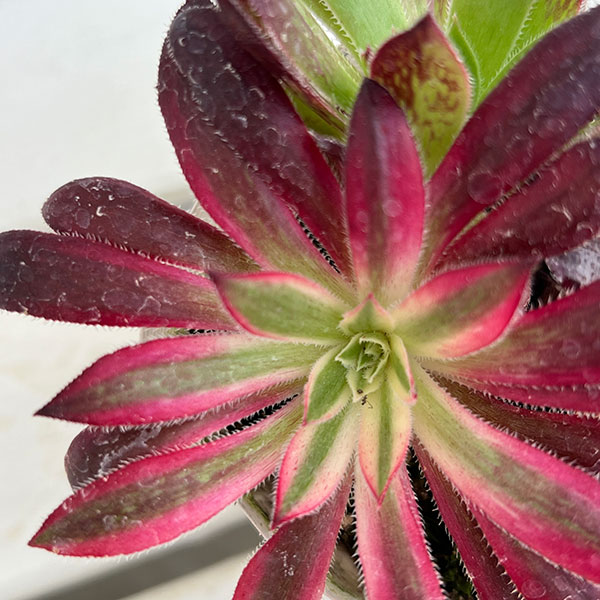 アエオニウム：ブラックマジック錦　3.5号ポット