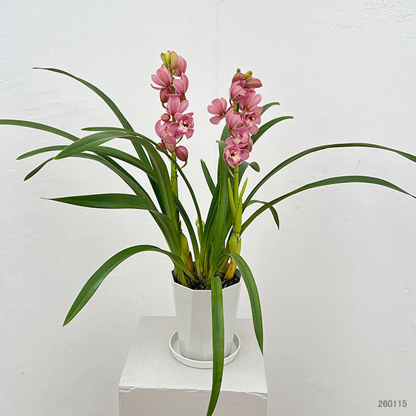 テーブルシンビジウム：森の精 なかよし2本立ち　5号鉢植え（皿付き）