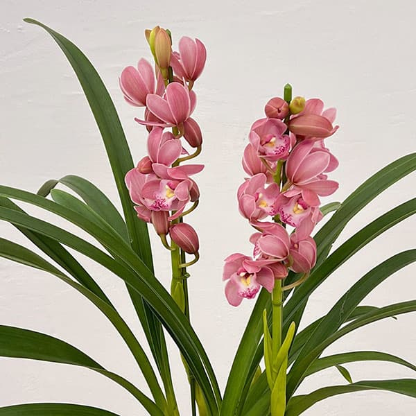 テーブルシンビジウム：森の精 なかよし2本立ち　5号鉢植え（皿付き）