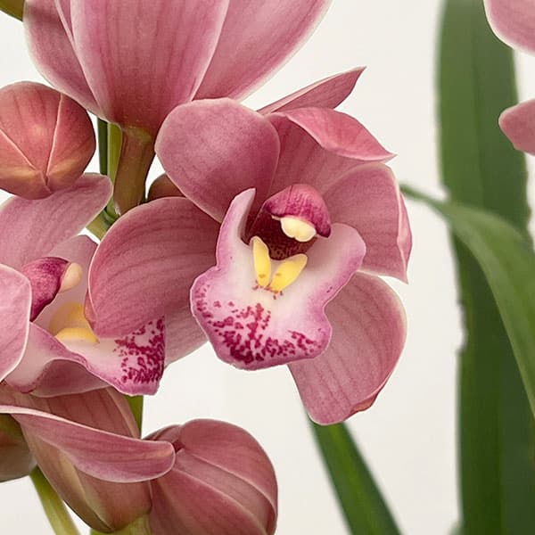 テーブルシンビジウム：森の精 なかよし2本立ち　5号鉢植え（皿付き）