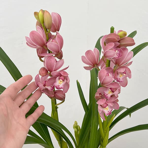 テーブルシンビジウム：森の精 なかよし2本立ち　5号鉢植え（皿付き）