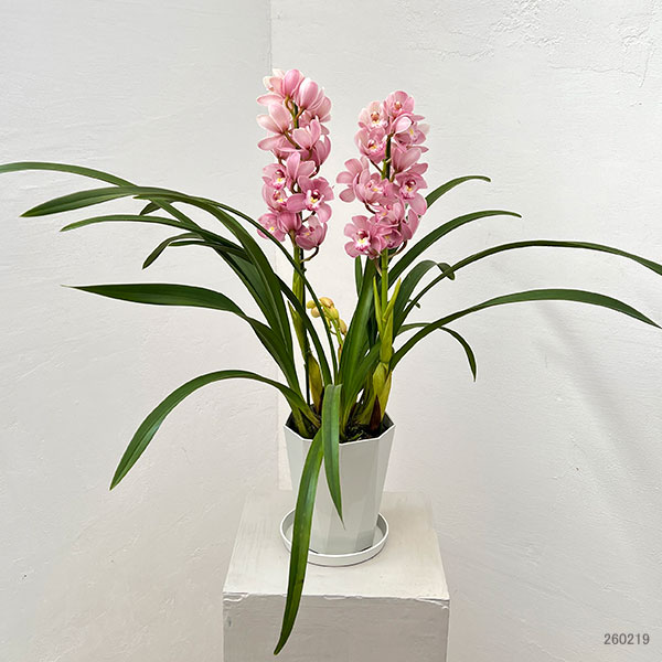 テーブルシンビジウム：森の精 なかよし2本立ち　5号鉢植え（皿付き）