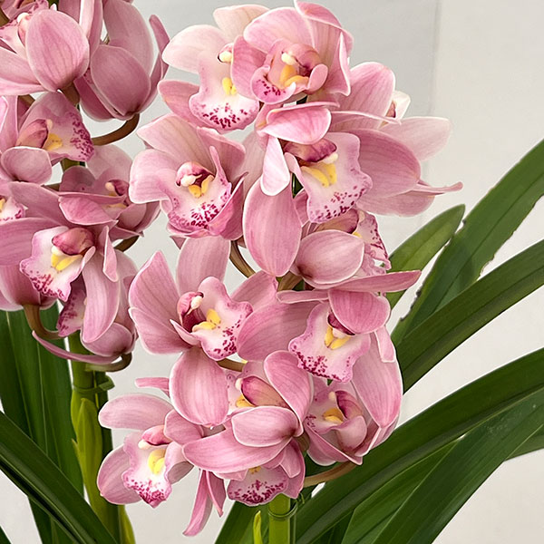 テーブルシンビジウム：森の精 なかよし2本立ち　5号鉢植え（皿付き）