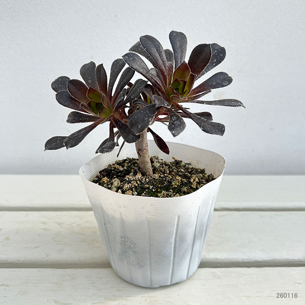 アエオニウム：まっ黒法師（クロホウシ）3.5号ポット