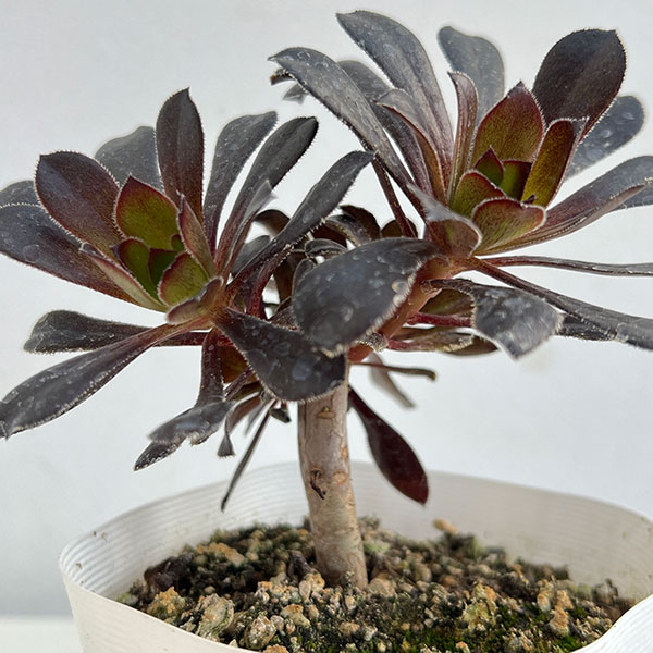 アエオニウム：まっ黒法師（クロホウシ）3.5号ポット