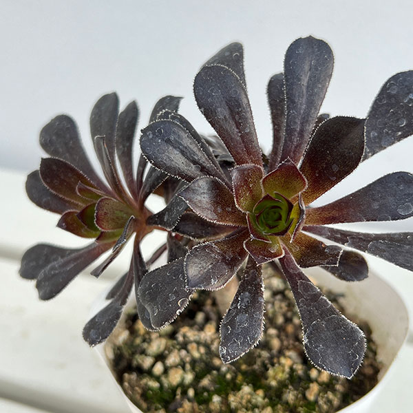 アエオニウム：まっ黒法師（クロホウシ）3.5号ポット