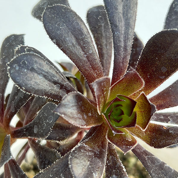 アエオニウム：まっ黒法師（クロホウシ）3.5号ポット