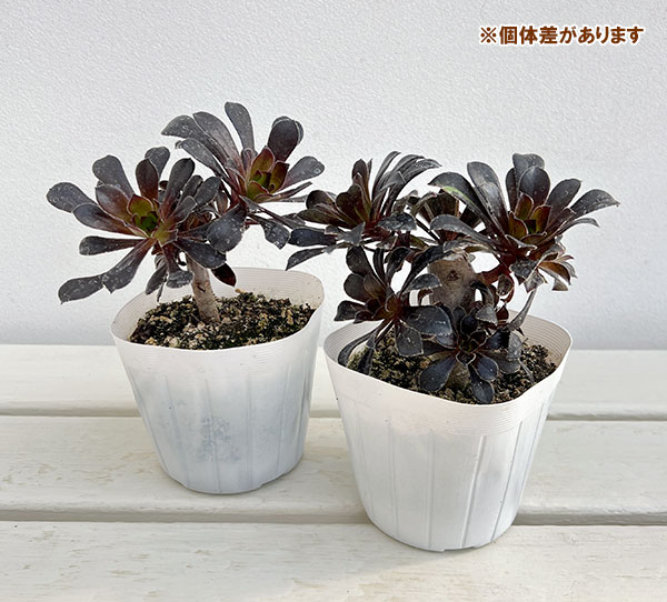 アエオニウム：まっ黒法師（クロホウシ）3.5号ポット