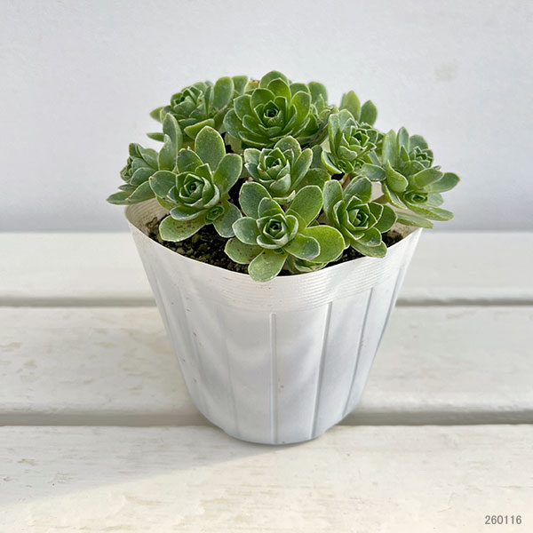 グリーノビア：sp.　3.5号ポット