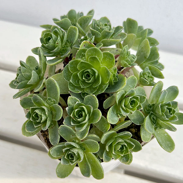 グリーノビア：sp.　3.5号ポット