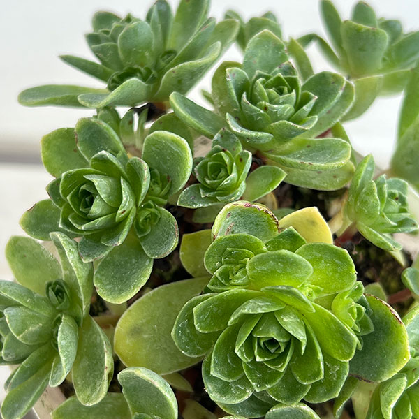 グリーノビア：sp.　3.5号ポット