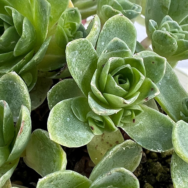 グリーノビア：sp.　3.5号ポット