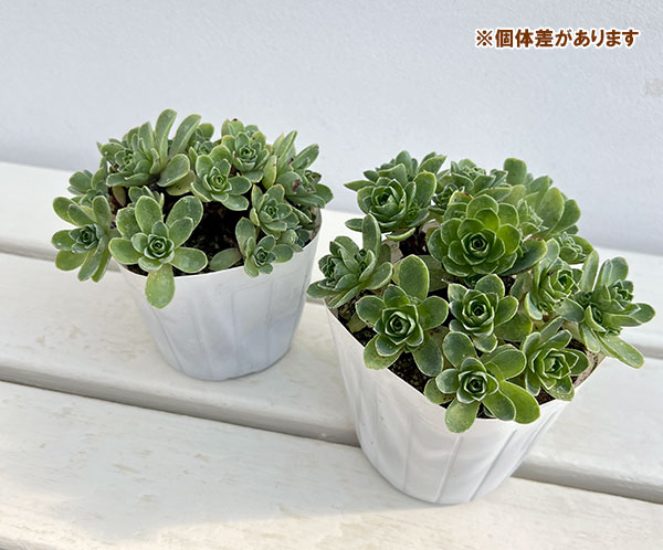 グリーノビア：sp.　3.5号ポット