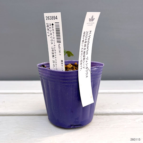 松村ナーセリーさんのクリスマスローズ：ヴェシカリウス（2年生株）26-01／3号ポット