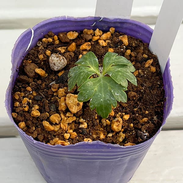 松村ナーセリーさんのクリスマスローズ：ヴェシカリウス（2年生株）26-01／3号ポット