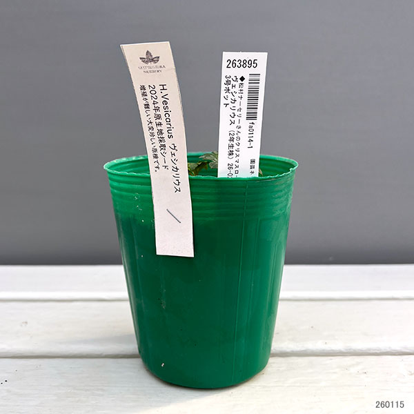 松村ナーセリーさんのクリスマスローズ：ヴェシカリウス（2年生株）26-02／3.5号ロングポット