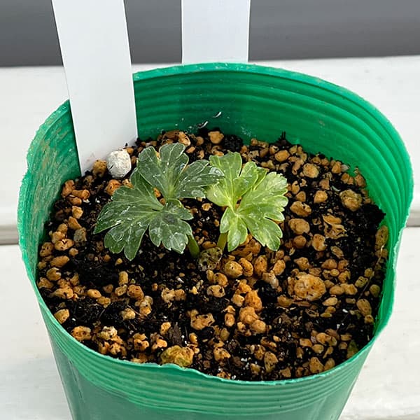 松村ナーセリーさんのクリスマスローズ：ヴェシカリウス（2年生株）26-02／3.5号ロングポット