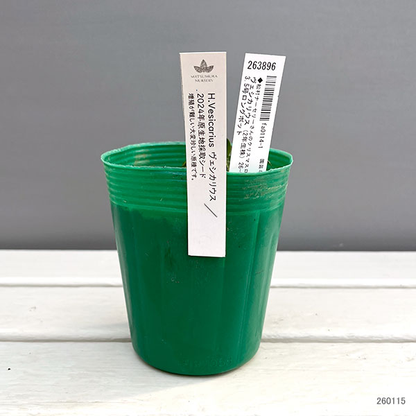 松村ナーセリーさんのクリスマスローズ：ヴェシカリウス（2年生株）26-03／3.5号ロングポット