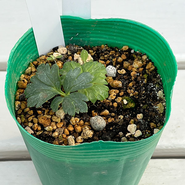 松村ナーセリーさんのクリスマスローズ：ヴェシカリウス（2年生株）26-03／3.5号ロングポット