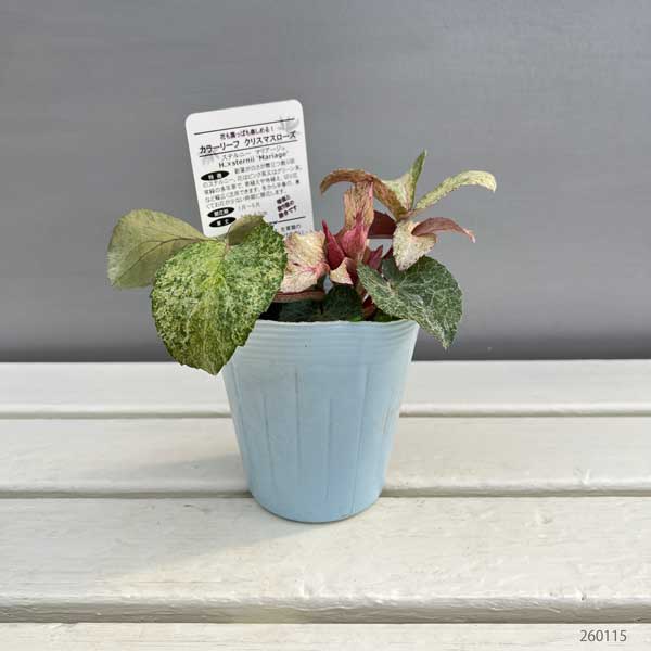 松村ナーセリーさんのクリスマスローズ（原種系）：ステルニー　マリアージュ3.5号ロングポット