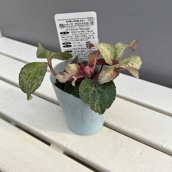 松村ナーセリーさんのクリスマスローズ（原種系）：ステルニー　マリアージュ3.5号ロングポット