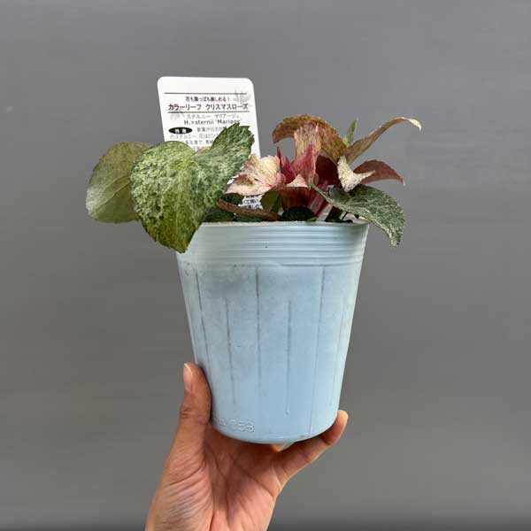 松村ナーセリーさんのクリスマスローズ（原種系）：ステルニー　マリアージュ3.5号ロングポット