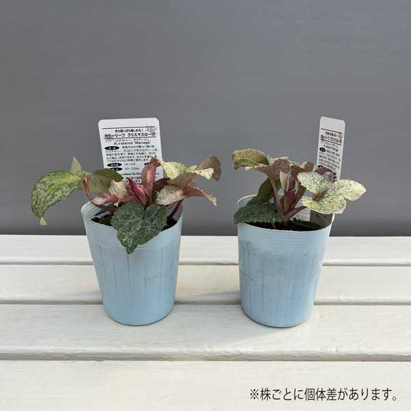 松村ナーセリーさんのクリスマスローズ（原種系）：ステルニー　マリアージュ3.5号ロングポット