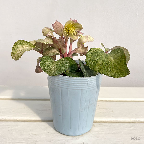 松村ナーセリーさんのクリスマスローズ（原種系）：ステルニー　マリアージュ3.5号ロングポット