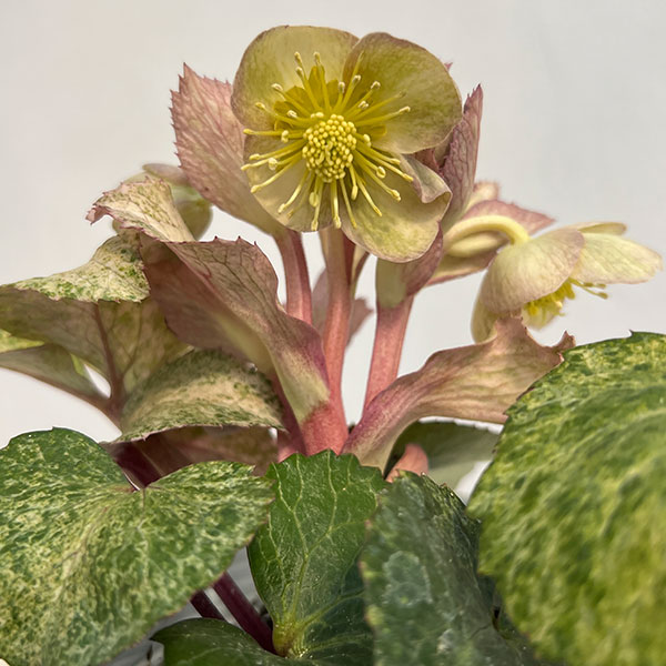 松村ナーセリーさんのクリスマスローズ（原種系）：ステルニー　マリアージュ3.5号ロングポット