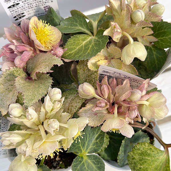 松村ナーセリーさんのクリスマスローズ（原種系）：ステルニー　マリアージュ3.5号ロングポット