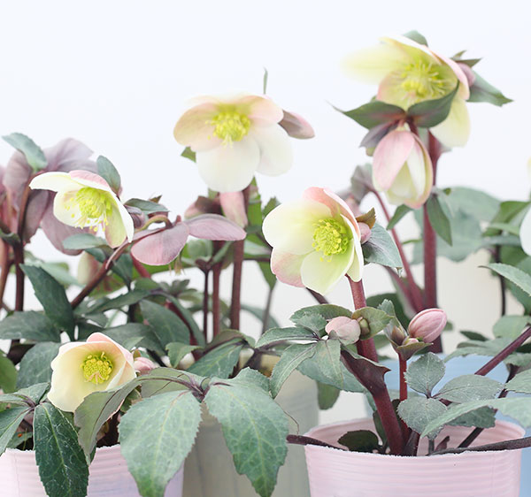 松村ナーセリーさんのクリスマスローズ（原種系）：ニューハイブリッド3.5号ロングポット