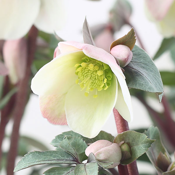 松村ナーセリーさんのクリスマスローズ（原種系）：ニューハイブリッド3.5号ロングポット