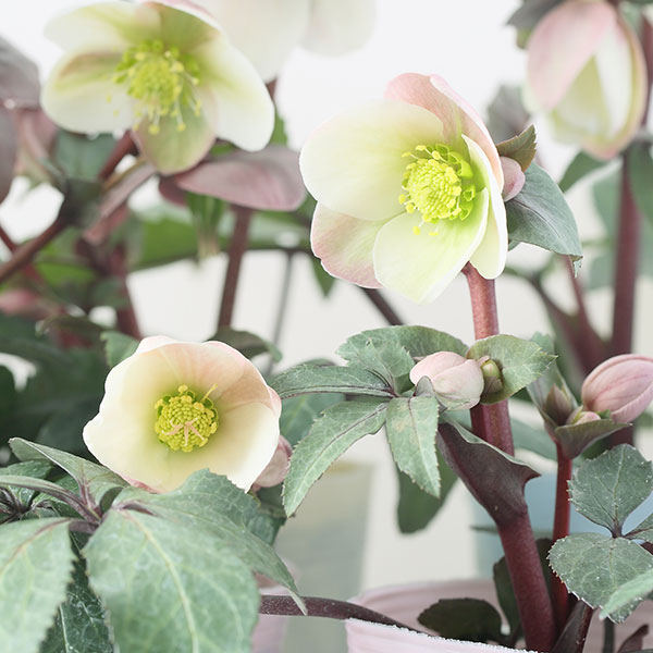 松村ナーセリーさんのクリスマスローズ（原種系）：ニューハイブリッド3.5号ロングポット