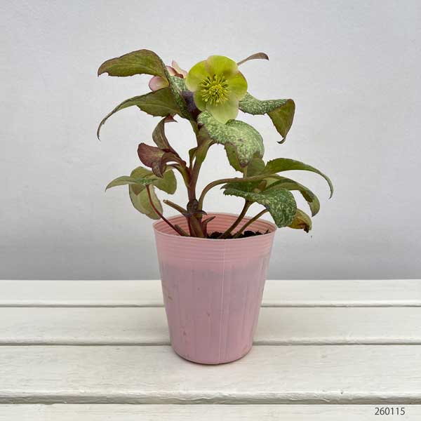 松村ナーセリーさんのクリスマスローズ（原種系）：ステルニー　散斑・ピンク葉　3.5号ロングポット