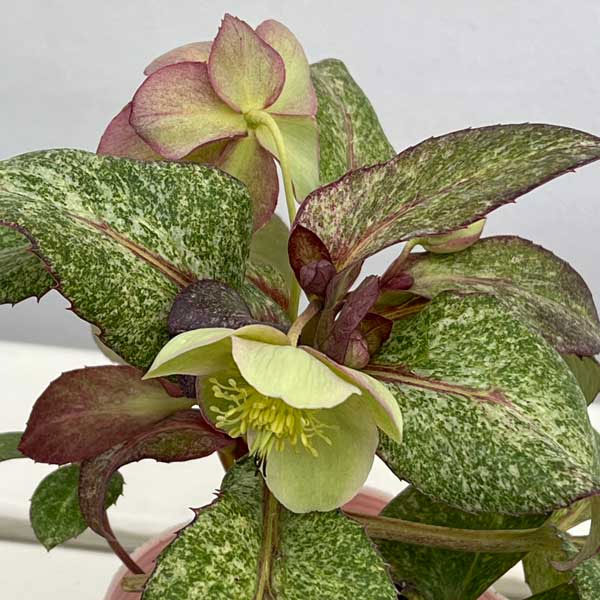 松村ナーセリーさんのクリスマスローズ（原種系）：ステルニー　散斑・ピンク葉　3.5号ロングポット