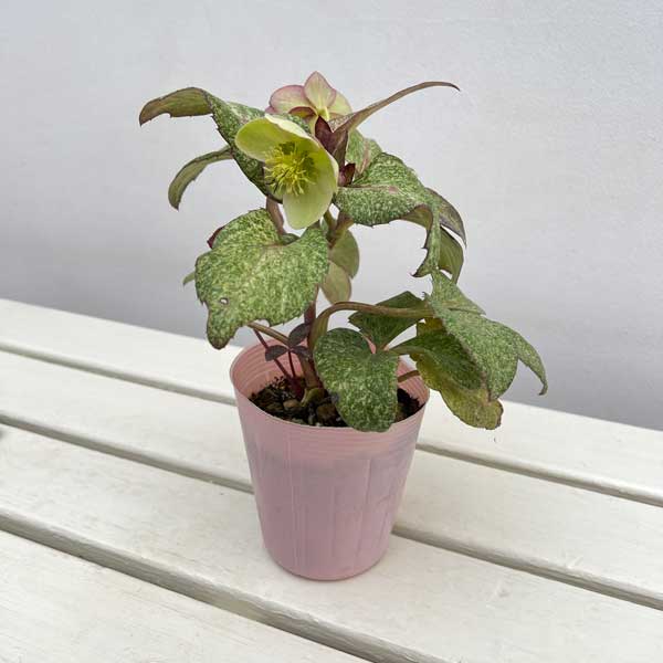 松村ナーセリーさんのクリスマスローズ（原種系）：ステルニー　散斑・ピンク葉　3.5号ロングポット