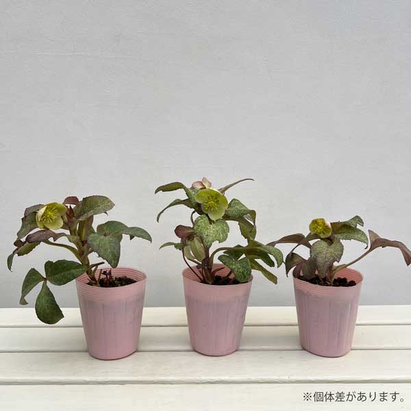 松村ナーセリーさんのクリスマスローズ（原種系）：ステルニー　散斑・ピンク葉　3.5号ロングポット