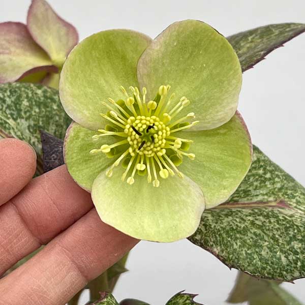 松村ナーセリーさんのクリスマスローズ（原種系）：ステルニー　散斑・ピンク葉　3.5号ロングポット