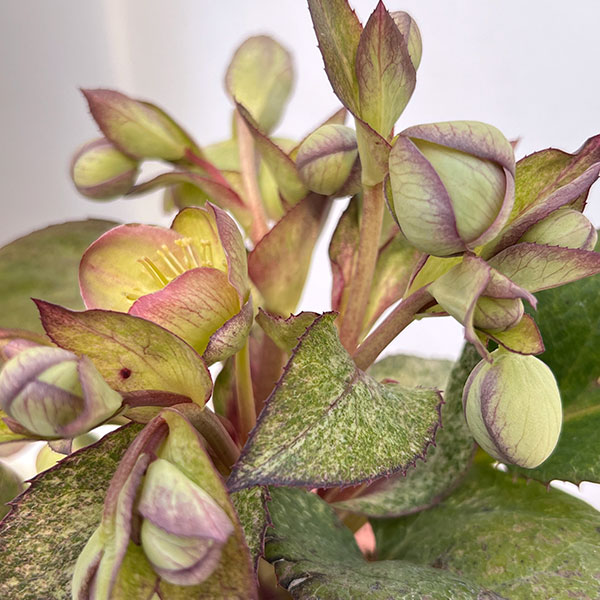 松村ナーセリーさんのクリスマスローズ（原種系）：ステルニー　散斑・ピンク葉　3.5号ロングポット