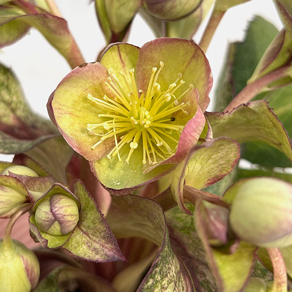 松村ナーセリーさんのクリスマスローズ（原種系）：ステルニー　散斑・ピンク葉　3.5号ロングポット