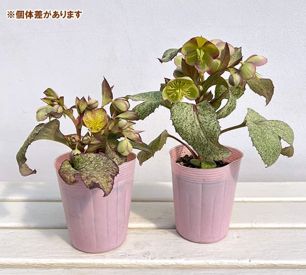 松村ナーセリーさんのクリスマスローズ（原種系）：ステルニー　散斑・ピンク葉　3.5号ロングポット