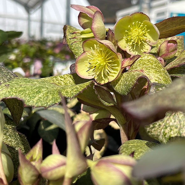 松村ナーセリーさんのクリスマスローズ（原種系）：ステルニー　散斑・ピンク葉　3.5号ロングポット