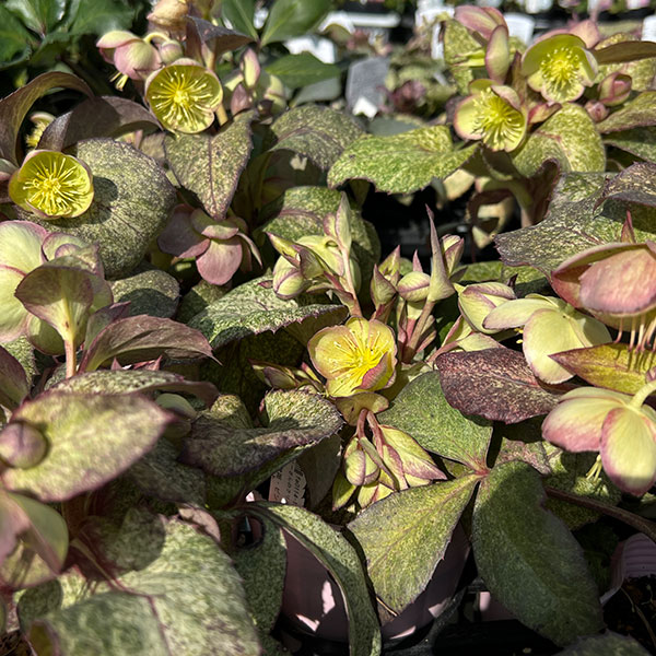 松村ナーセリーさんのクリスマスローズ（原種系）：ステルニー　散斑・ピンク葉　3.5号ロングポット