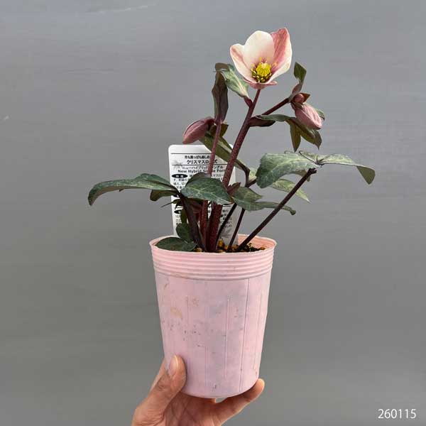 松村ナーセリーさんのクリスマスローズ（原種系）：ニューハイブリッド3.5号ロングポット