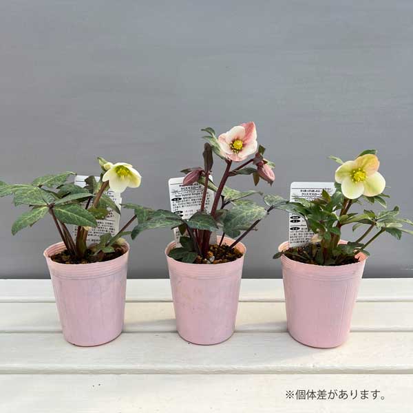 松村ナーセリーさんのクリスマスローズ（原種系）：ニューハイブリッド3.5号ロングポット