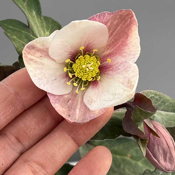 松村ナーセリーさんのクリスマスローズ（原種系）：ニューハイブリッド3.5号ロングポット