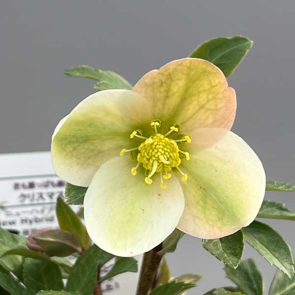 松村ナーセリーさんのクリスマスローズ（原種系）：ニューハイブリッド3.5号ロングポット